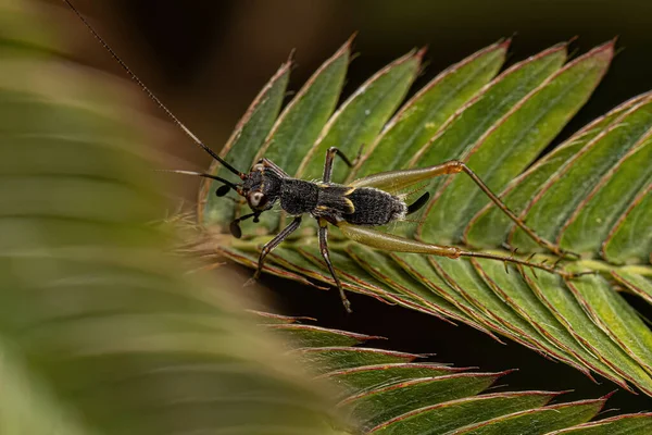Small True Cricket Genus Phylloscyrtus — Stock Photo, Image