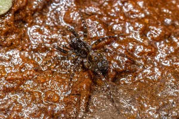 Kis Farkas Pók Lycosidae Családból — Stock Fotó