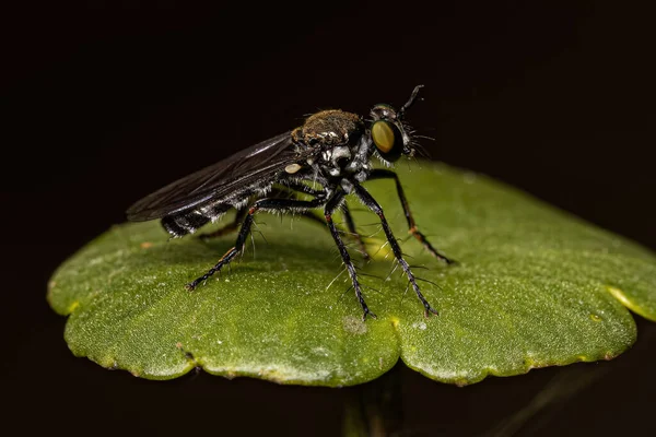 Adult Robber Fly Van Het Geslacht Atoniomyia — Stockfoto