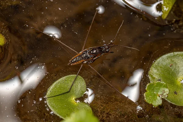 Gestreepte Vijverschaatser Insect Van Genus Limnogonus — Stockfoto