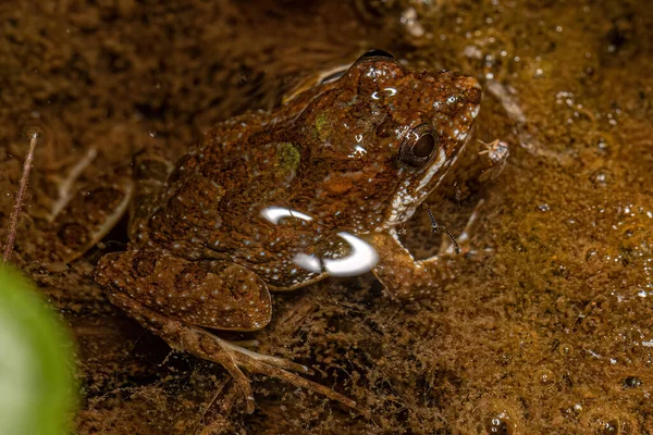 stock image Small Southern Frog of the genus Pseudopaludicola