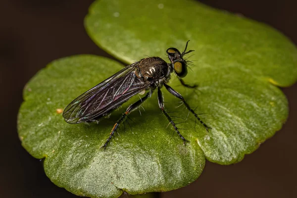 Ausgewachsene Raubfliege Der Gattung Atoniomyia — Stockfoto