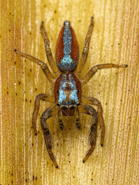 Araña Saltando Animal Del Género Psecas —  Fotos de Stock