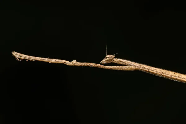 Adult Thespid Mantis Genus Thesprotia — Foto de Stock
