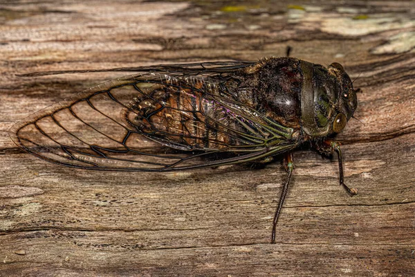 Cicada Típica Adulta Tribo Fidicinini — Fotografia de Stock
