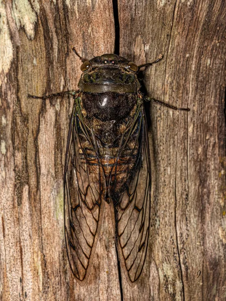 Adult Typical Cicada Tribe Fidicinini — Stock Photo, Image