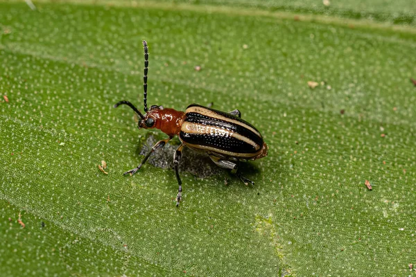 Escarabajo Hoja Adulta Familia Chrysomelidae —  Fotos de Stock