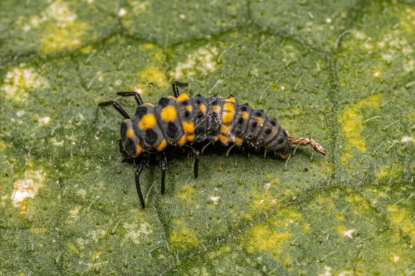 Spotless Lady Beetle Larva Arten Cycloneda Sanguinea — Stockfoto