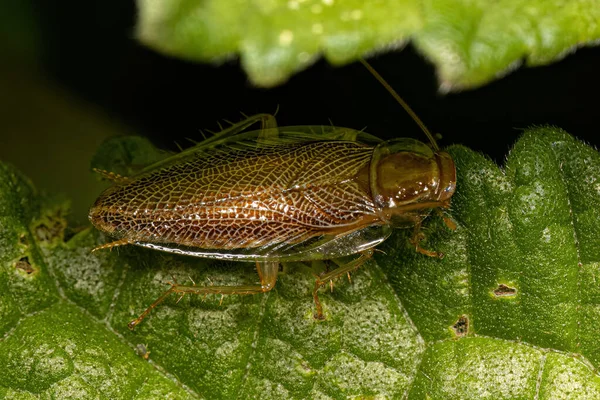 Family Ectobiidae エトビダイア科 の成虫 — ストック写真
