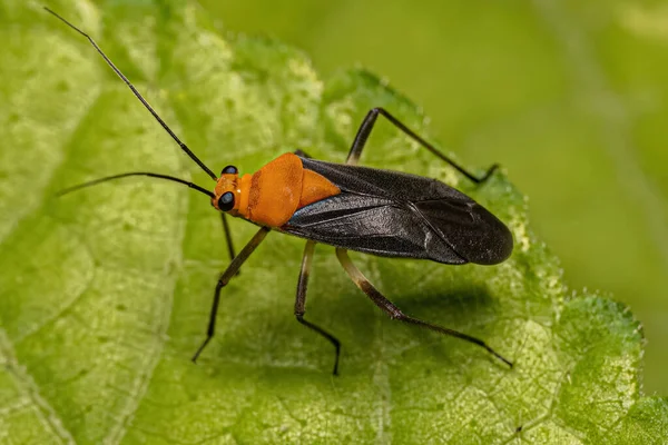 Bug Planta Adulto Gênero Prepops — Fotografia de Stock