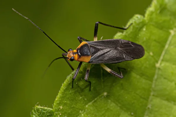 Adult Plant Bug Släktet Prepops — Stockfoto