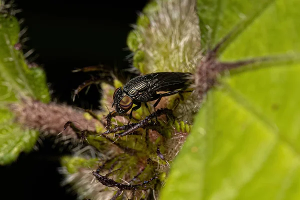 Fly Family Ulidiidae Inglês — Fotografia de Stock