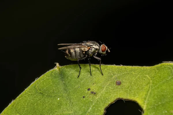 家蝇科的成年肉蝇科动物 — 图库照片