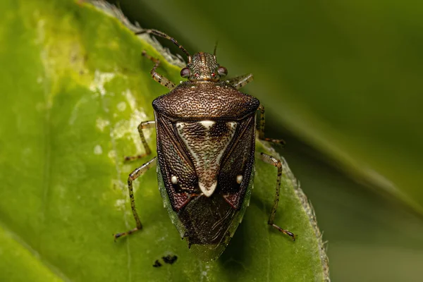 Ενηλίκων Stink Bug Του Γένους Mormidea — Φωτογραφία Αρχείου