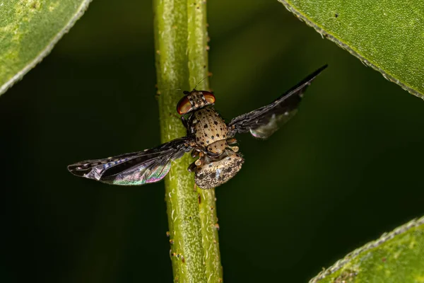 Ενηλίκων Picture Winged Fly Του Γένους Pterocalla — Φωτογραφία Αρχείου