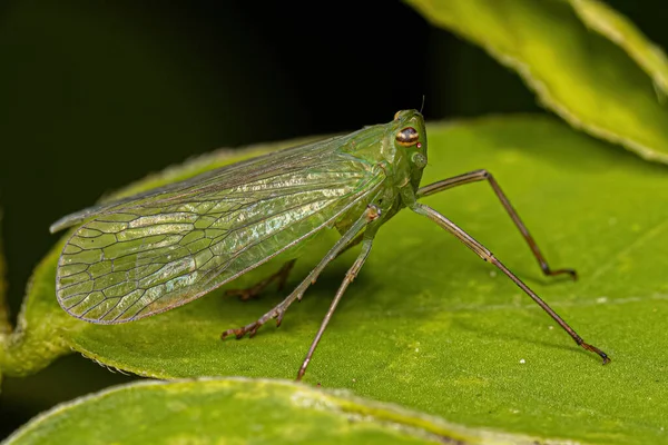 Vuxen Dictyopharid Planthopper Insekt Familjen Dictyopharidae — Stockfoto