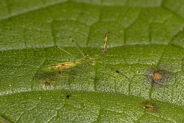 Genus Bactrodes Assassin Bug Nymph — 스톡 사진