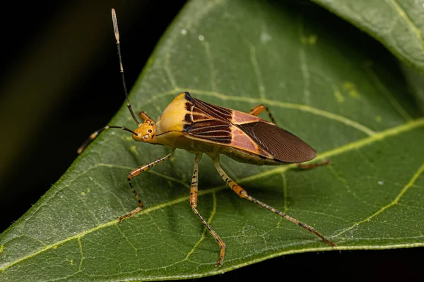 Bug Pattes Feuilles Adulte Espèce Hypselonotus Fulvus — Photo