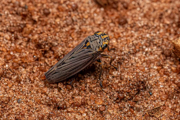Erwachsene Scharfschützen Insekt Der Familie Cicadellidae — Stockfoto