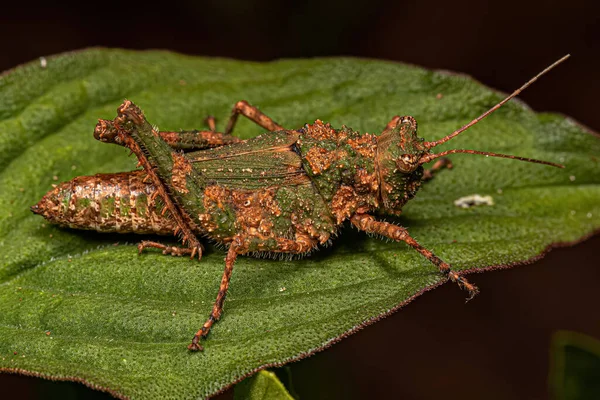 Short Horned Grasshopper Insect Genus Ommexecha — Stockfoto