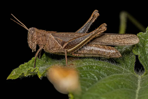 Grasshopper Adulto Cuernos Cortos Tribu Abracrini —  Fotos de Stock