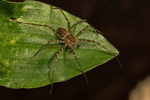 Kis Óvodai Pókok Pisauridae Családban — Stock Fotó