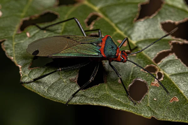 Листя Ногах Bug Nymph Роду Sphictytus — стокове фото