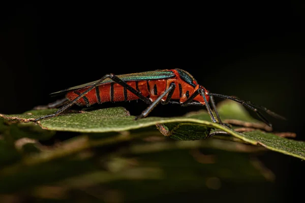 Leaf Footed Bug Nymph Sphictyrtus — 스톡 사진