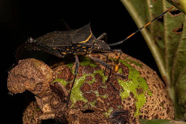 Adult Leaf Footed Citron Bug Species Leptoglossus Gonagra — Stockfoto