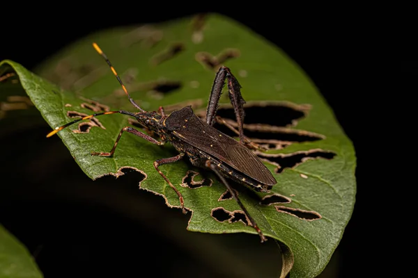 Foglie Adulte Cedro Bug Della Specie Leptoglossus Gonagra — Foto Stock