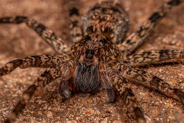 Felnőtt Vándorló Pók Ctenidae Családból — Stock Fotó