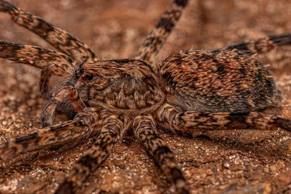 Spider Vagante Adulto Della Famiglia Ctenidae — Foto Stock