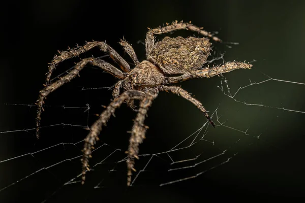 Small Orbweaver Spider Genus Parawixia — Stock Photo, Image