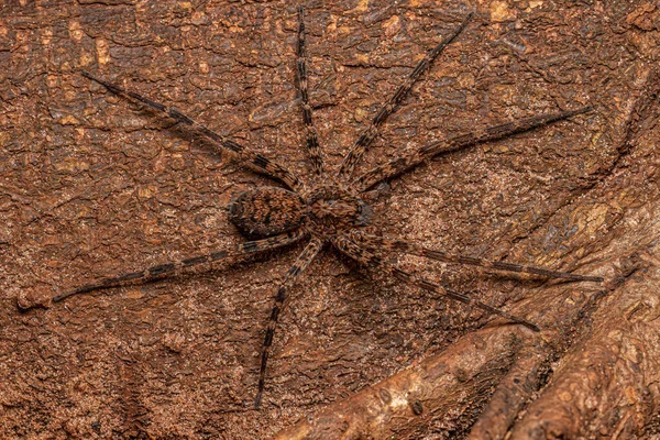 Ενηλίκων Wandering Spider Family Ctenidae — Φωτογραφία Αρχείου