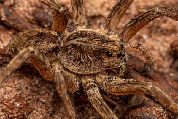 Small Wolf Spider Family Lycosidae — Stock Photo, Image