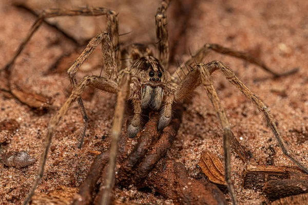 Malý Vlčí Pavouk Čeledi Lycosidae — Stock fotografie