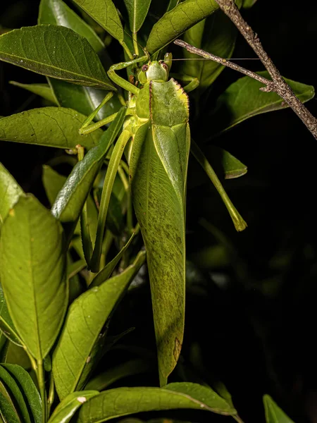 Vuxen Phaneropterine Katydid Arten Cnemidophyllum Citrifolium — Stockfoto