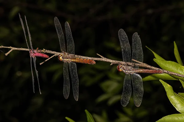 热带雨林巨龙的热带国王蜻蜓 — 图库照片