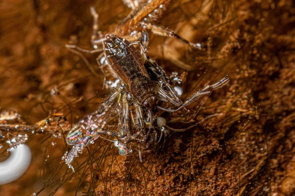 stock image Small Ripple Bug of the Species Platyvelia brachialis