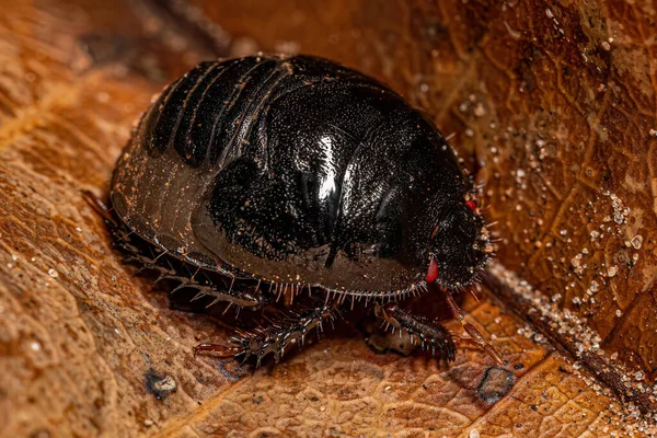 Bug Burrowing Adulto Família Cydnidae — Fotografia de Stock