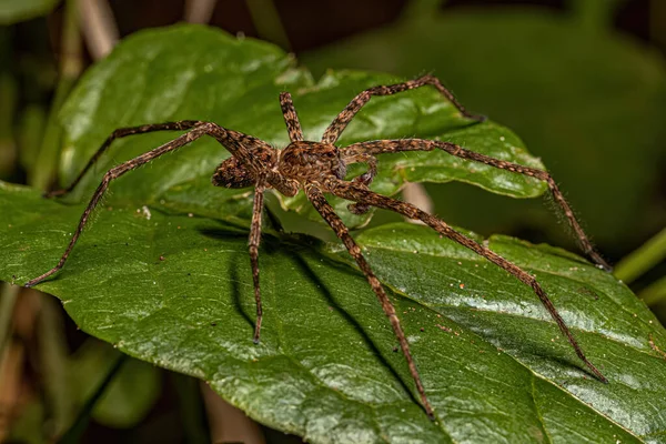 Spider Vagante Adulto Della Famiglia Ctenidae — Foto Stock