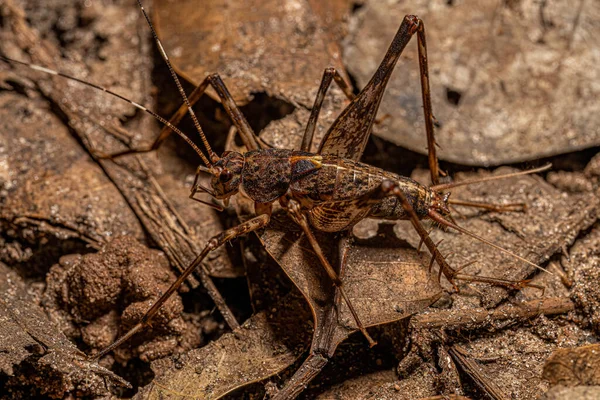 Kleine Spinnenkrekel Van Onderfamilie Phalangopsinae — Stockfoto