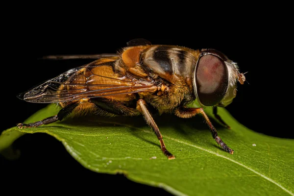 Adulto Plushback Fly Genus Palpada — Fotografia de Stock