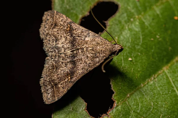Ενηλίκων Litter Moth Της Υποοικογένειας Hermininae — Φωτογραφία Αρχείου