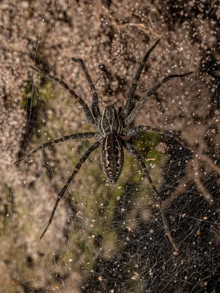 Αράχνη Του Γένους Aglaoctenus — Φωτογραφία Αρχείου