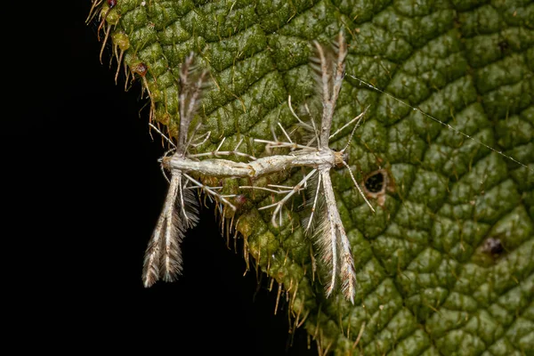 Adulto Plume Traças Família Pterophoridae Acoplamento — Fotografia de Stock