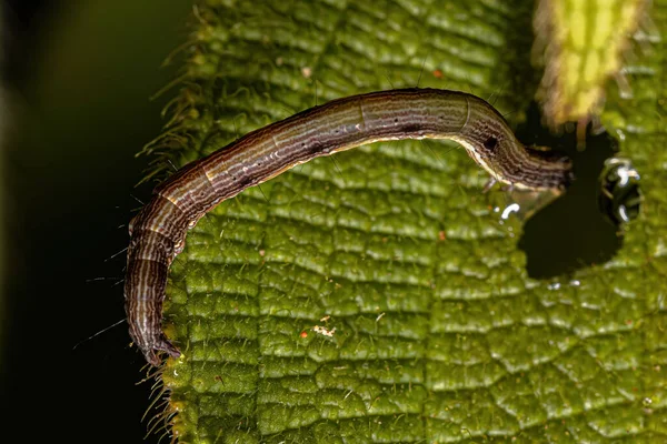 Pequena Traça Caterpillar Superfamília Noctuoidea — Fotografia de Stock