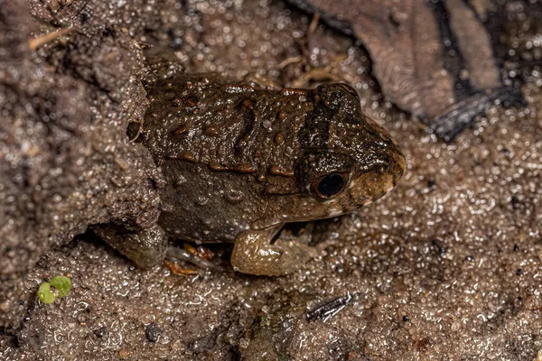 Kleine Peper Kikker Van Soort Leptodactylus Labyrinthicus — Stockfoto