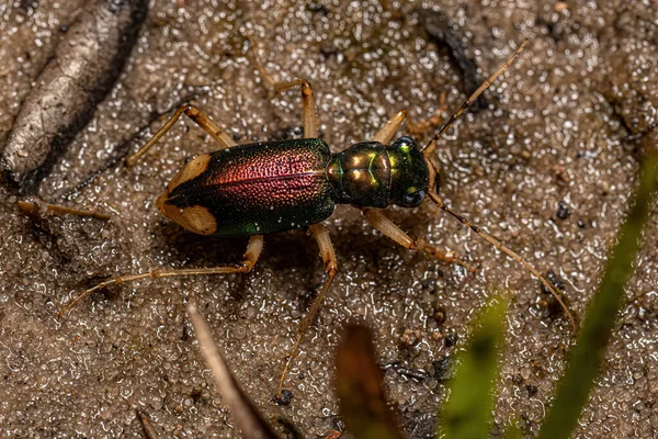 Escarabajo Tigre Metálico Adulto Del Género Tetracha — Foto de Stock
