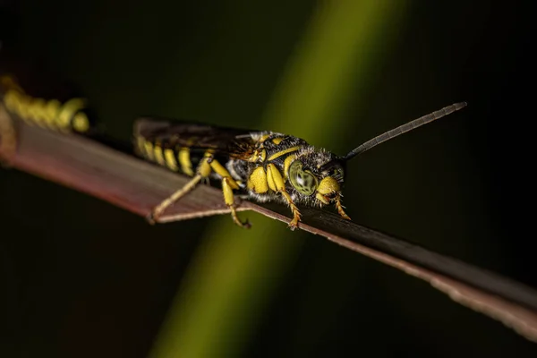 Dorośli New World Banded Thynnid Wasp Rodzaju Myzinum — Zdjęcie stockowe